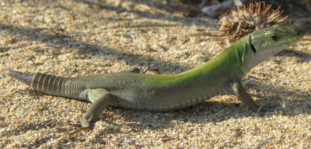 Podarcis sp.? (Podarcis siculus concolor)